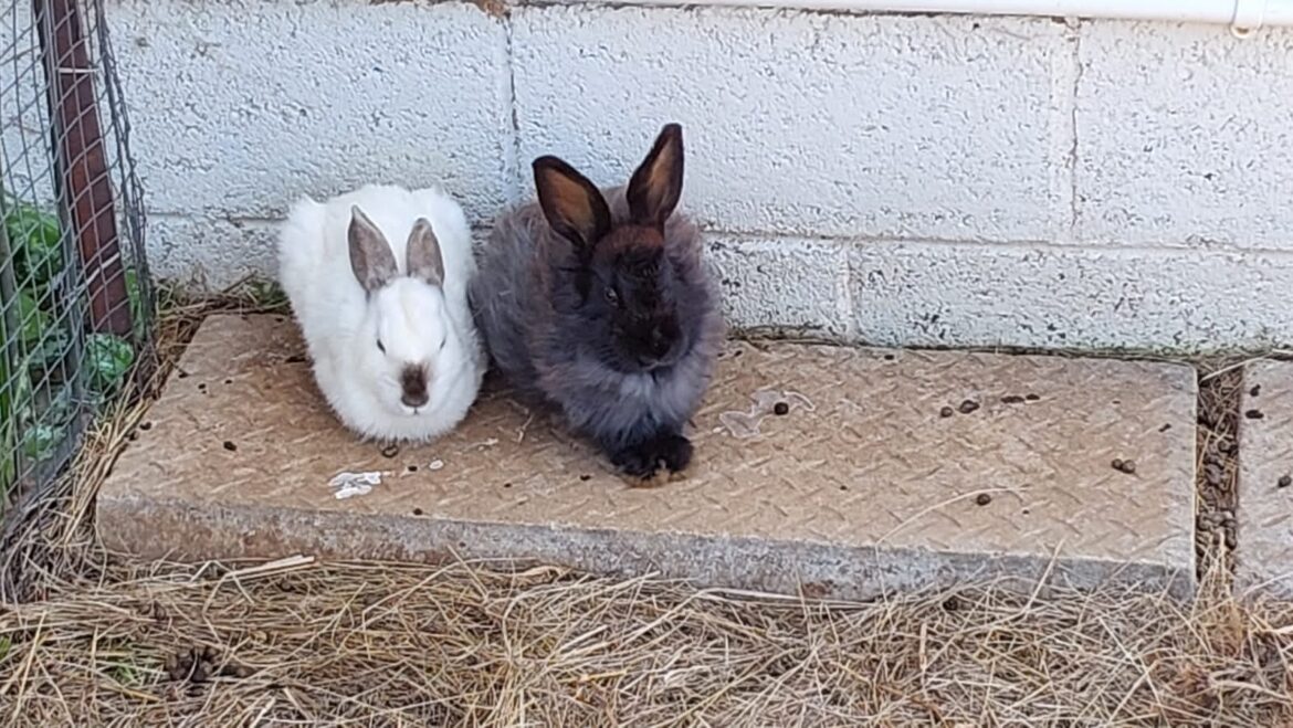 Bunny Enclosure